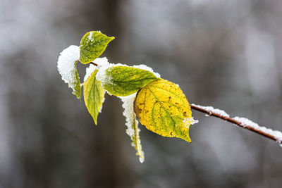 Close-up of fresh green leaves on twig