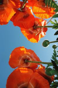 Low angle view of orange flowers blooming against sky