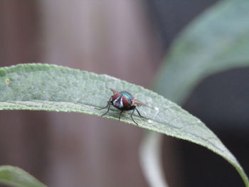 Close-up of insect on leaf