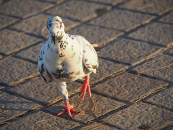 High angle view of seagull on footpath