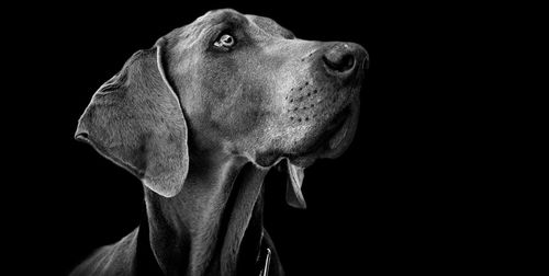 Close-up of dog against black background