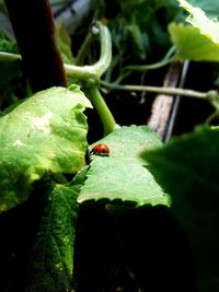 Close-up of insect on plant