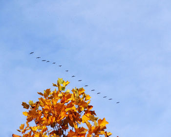 Low angle view of birds flying against sky