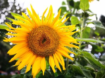 Close-up of sunflower blooming outdoors