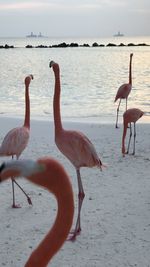 View of flamingos on beach during sunset on renaissance island in aruba 