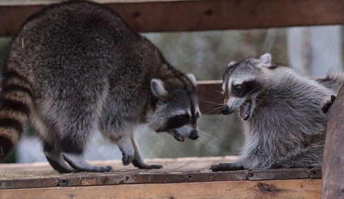 Playing raccoon praccoonpair on a porch in southern florida