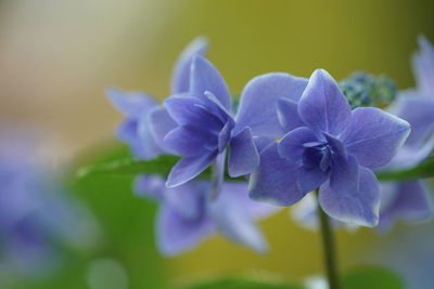 Close-up of purple flowering plant