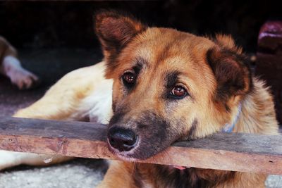 Close-up of dog resting on bed