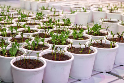 White pots with seedlings of beetroot, peas in an artificial climate