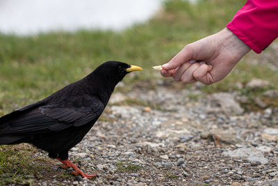 Close-up of hand eating bird on field
