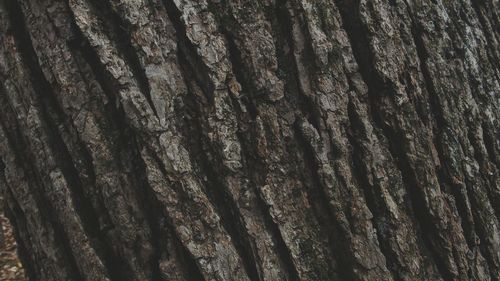 Full frame shot of tree trunk