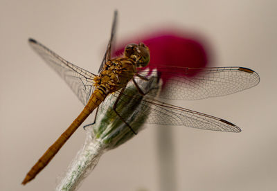 dragonflies and damseflies