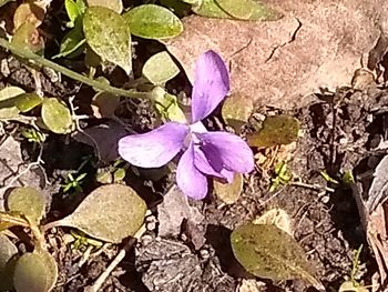 Close-up of purple flowers