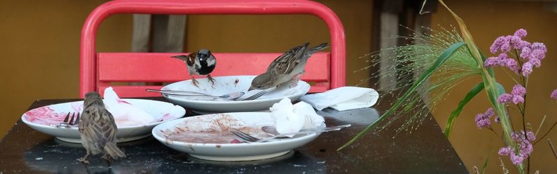 Close-up of birds on table