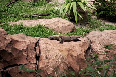 View of a lizard on rock