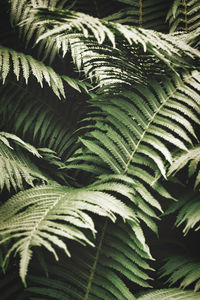 Close-up of fern leaves