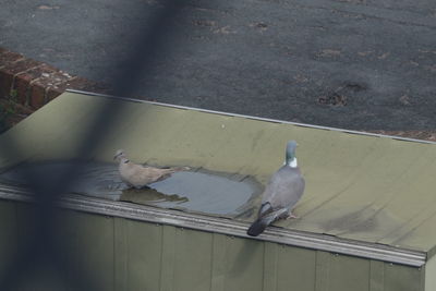 High angle view of bird perching on floor