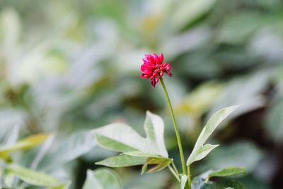 Close-up of flower blooming outdoors