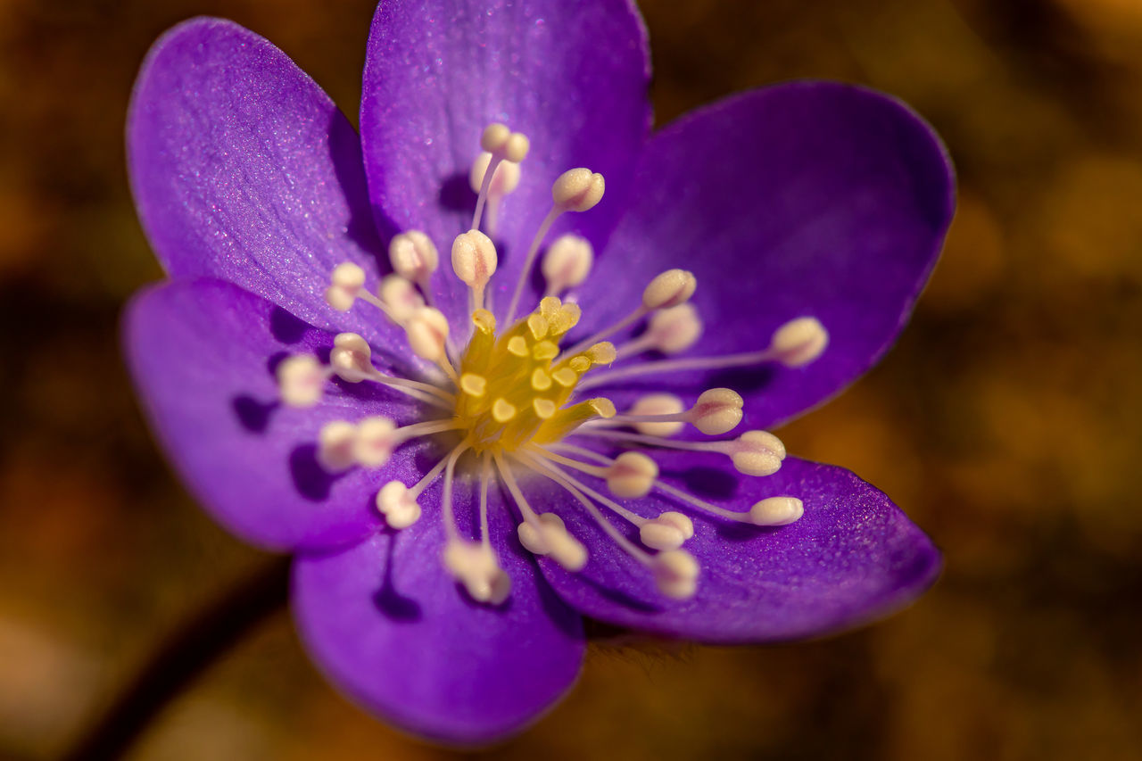 CLOSE-UP OF PURPLE CROCUS