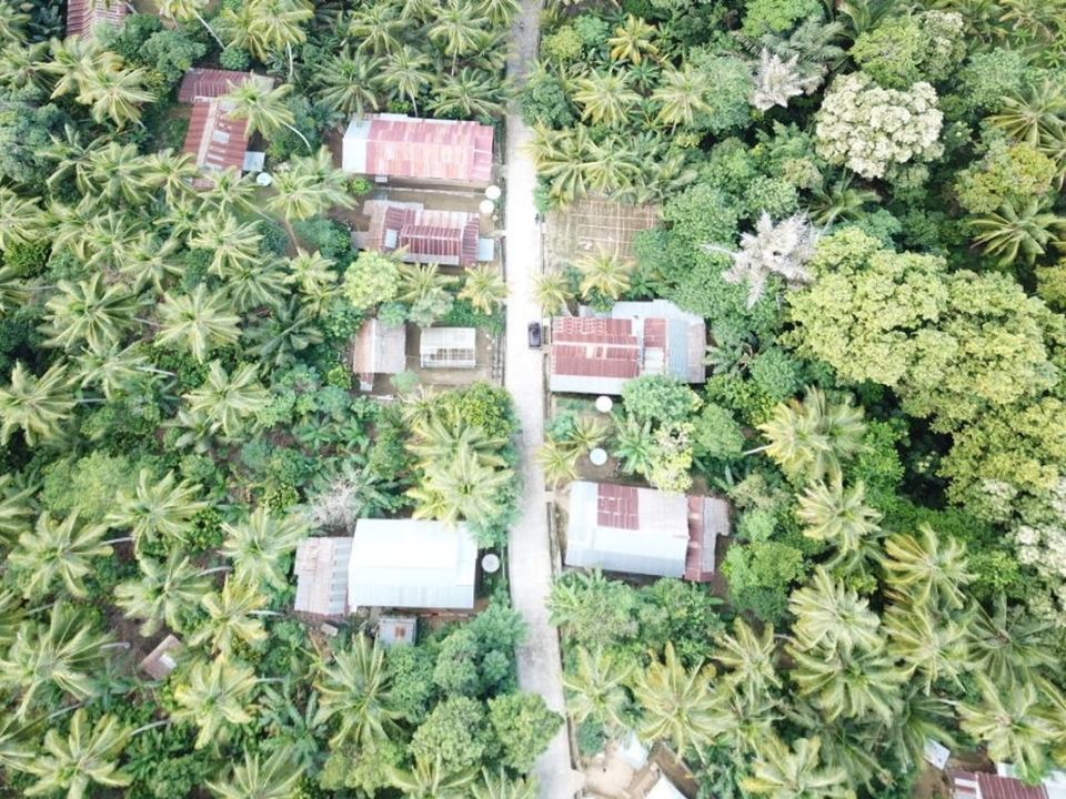 plant, nature, growth, tree, no people, green color, day, outdoors, high angle view, plant part, architecture, leaf, environmental conservation, land, built structure, technology, beauty in nature, environment, business, large group of objects