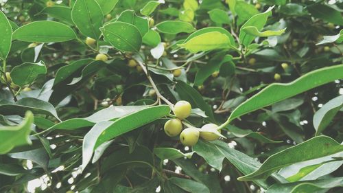 Close-up of fruit growing on tree