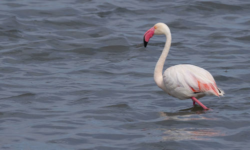 Bird in a lake