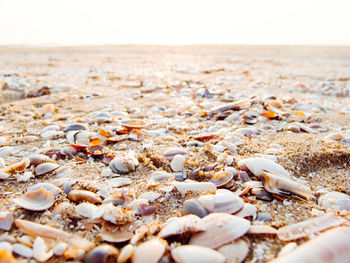 Surface level of shells on beach against sky