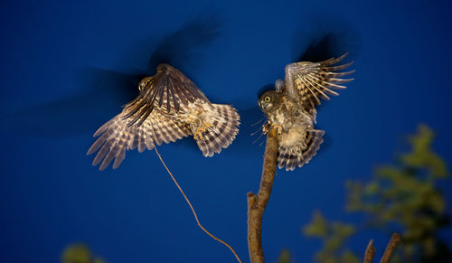 Low angle view of owls flying against blue sky