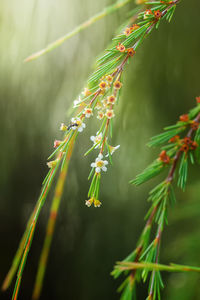 Close-up of flowering plant against blurred background