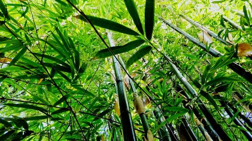 High angle view of bamboo trees