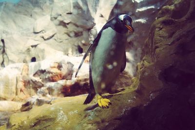 Close-up of bird perching on rock in water