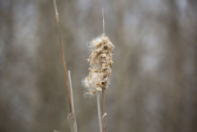 Dried water reed