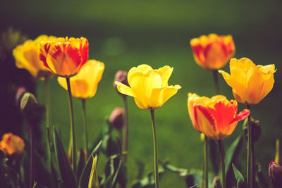 Close-up of yellow flowers