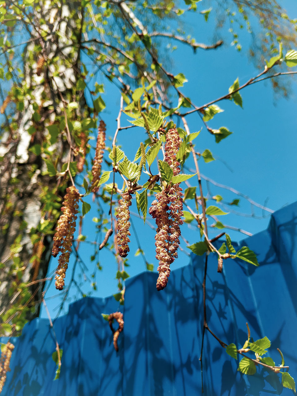 plant, tree, growth, nature, focus on foreground, day, leaf, no people, beauty in nature, close-up, plant part, flower, blue, low angle view, flowering plant, branch, sunlight, outdoors, green color, selective focus