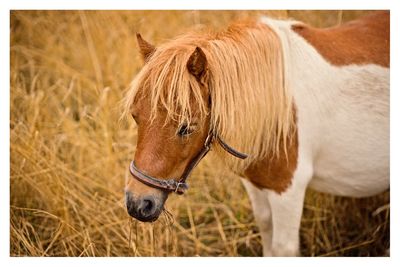 Horse standing on field