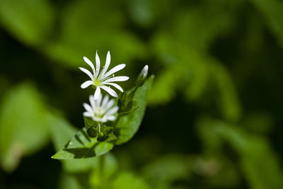 Close-up of flowering plant