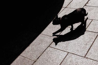 High angle view of dog on footpath
