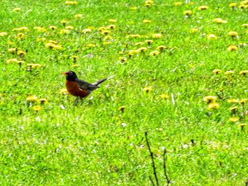 High angle view of bird perching on grass