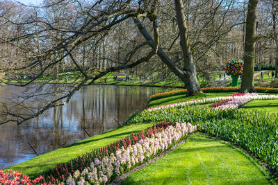 Scenic view of lake in park