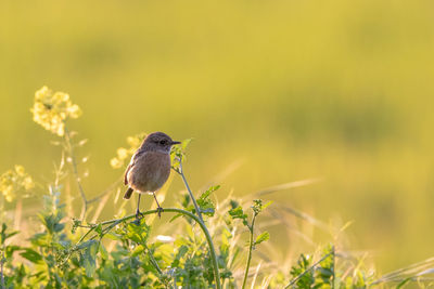 Close-up of bird perching on plant