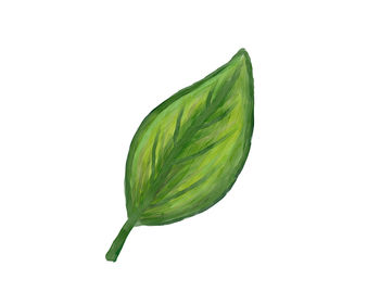Close-up of green leaf on white background