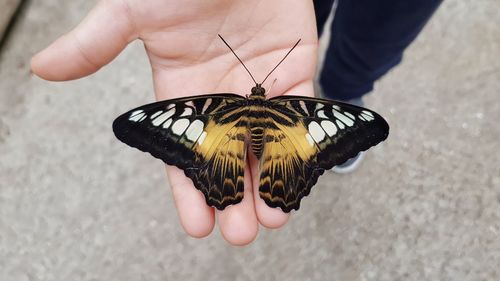 Midsection of person holding butterfly