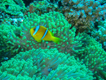 Fish swimming in sea