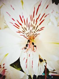 Close-up of pink flowers