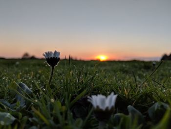 Close-up of flower growing in field against sky during sunset
