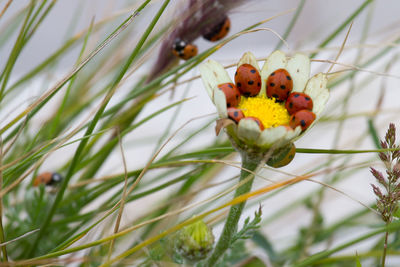 Close-up of butterfly pollinating on flower