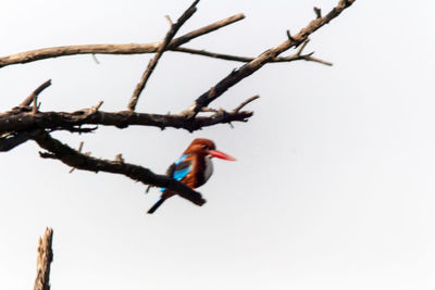 Low angle view of bird perching on branch against sky