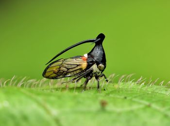 Close-up of butterfly on leaf