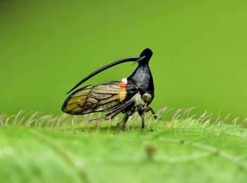 Closed-up treehooper on leaf