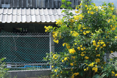 Yellow flowering plants by building